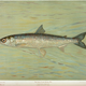 Illustration for article titled Fishes of North America That are Captured on Hook and Line